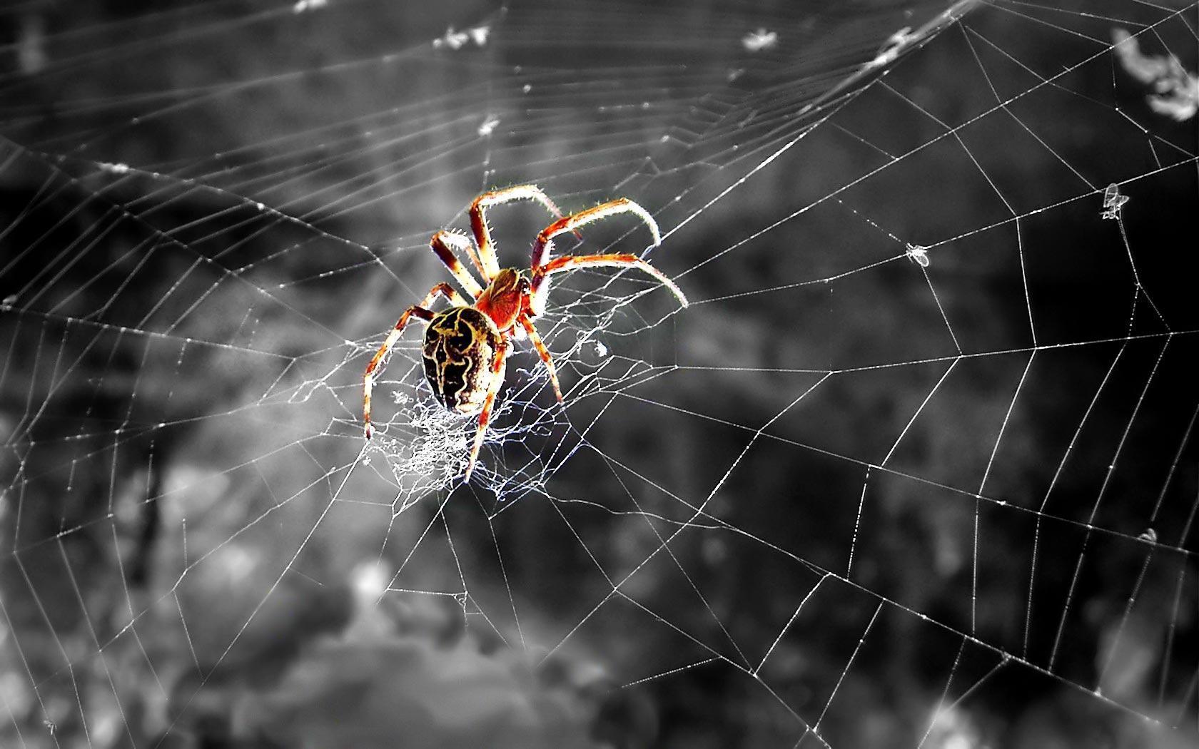 Desktop Wallpaper · Gallery · Animals · Striped Lynx Spider. Free
