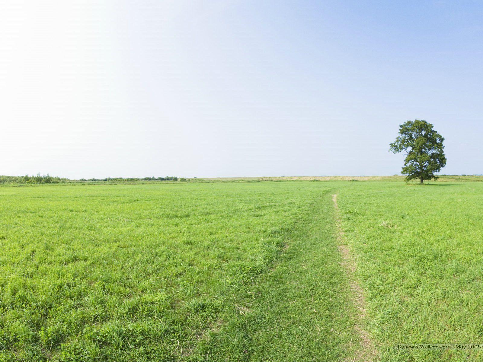 grassland & lush trees in sunny day 1600x1200 NO.21