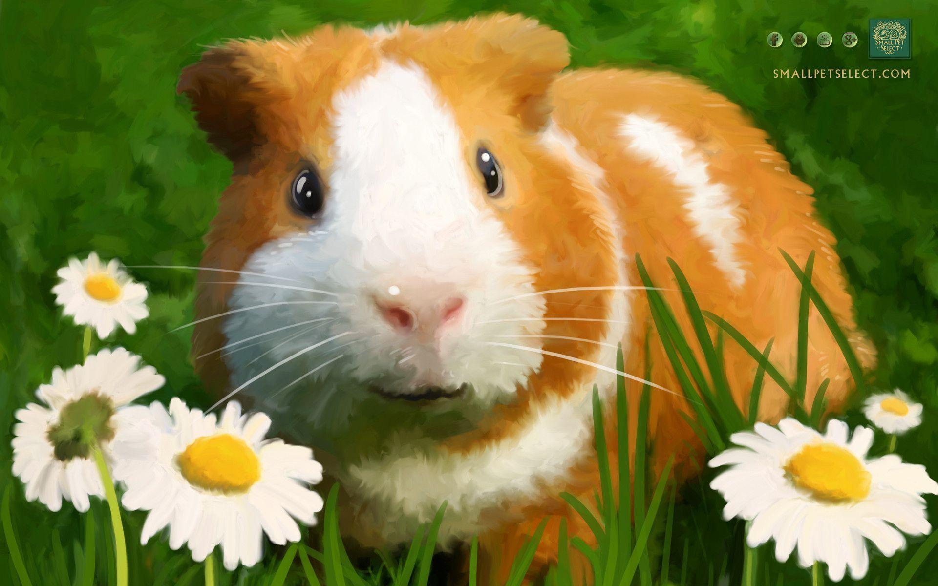Guinea Pig Wallpaper for your PC, MAC, iPad & cell phone