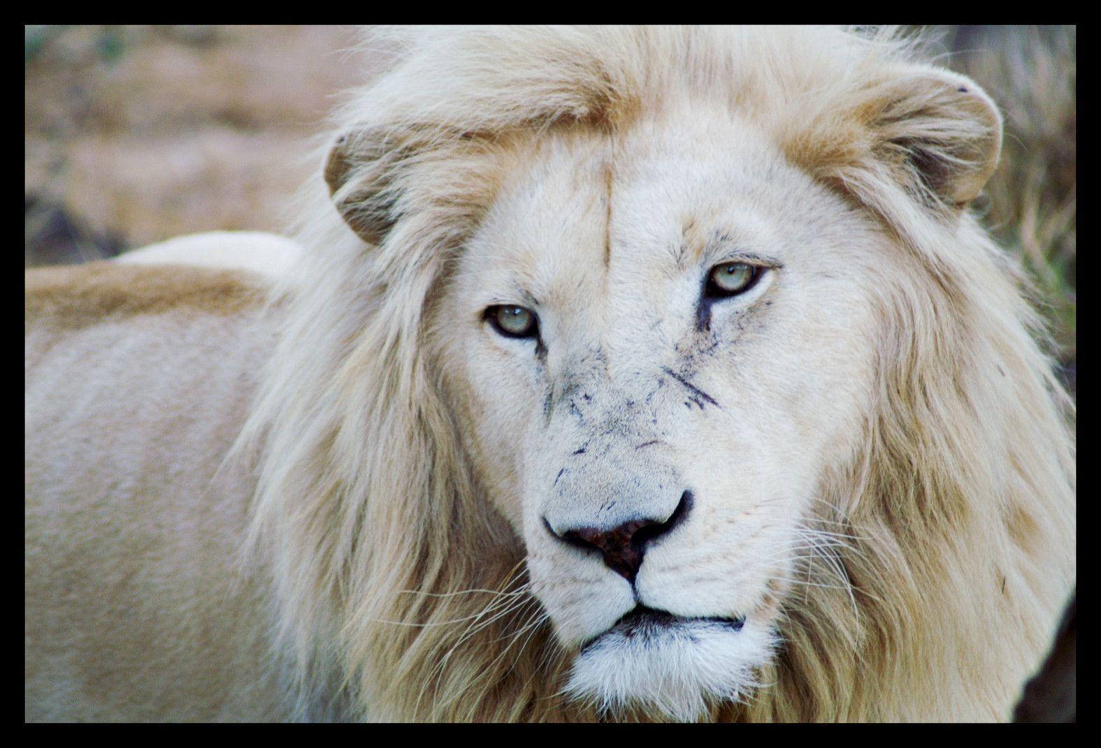 White Lion Backgrounds - Wallpaper Cave