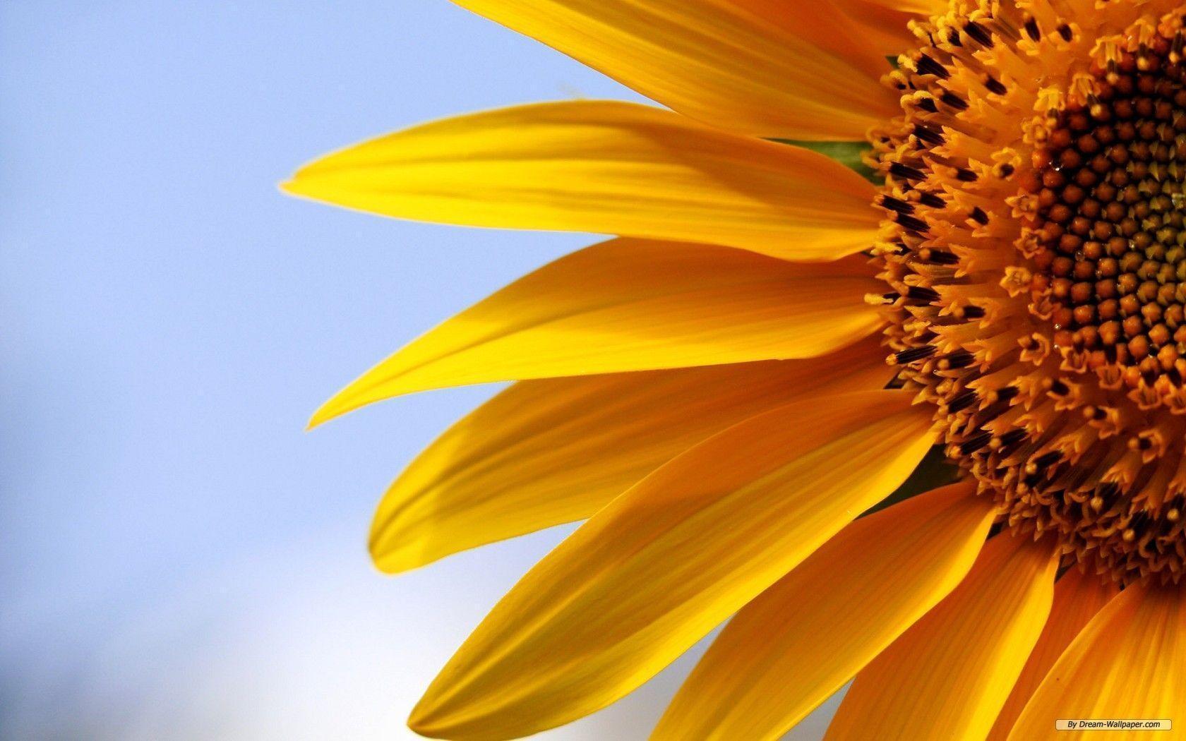 Sunflower Desktop Wallpapers Free - Wallpaper Cave