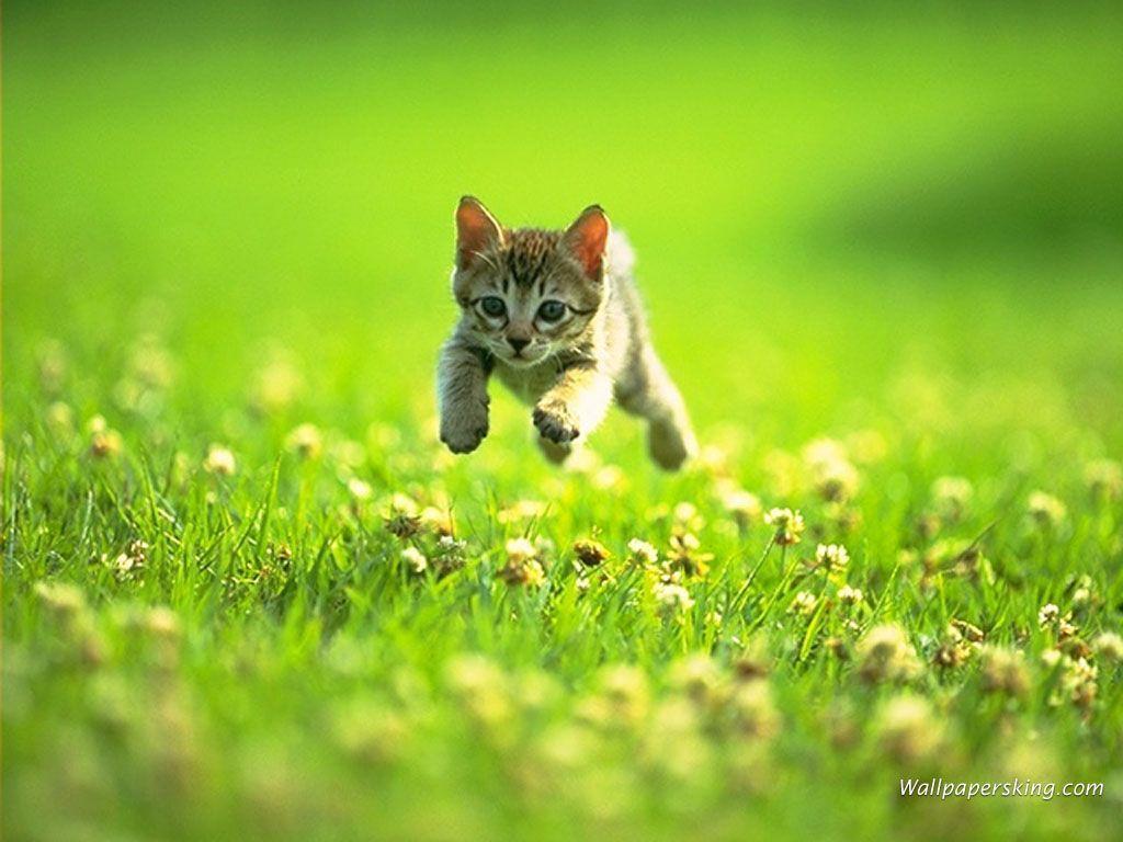 Download wallpaper: kitten run grass, Cats, photo, desktop wallpaper