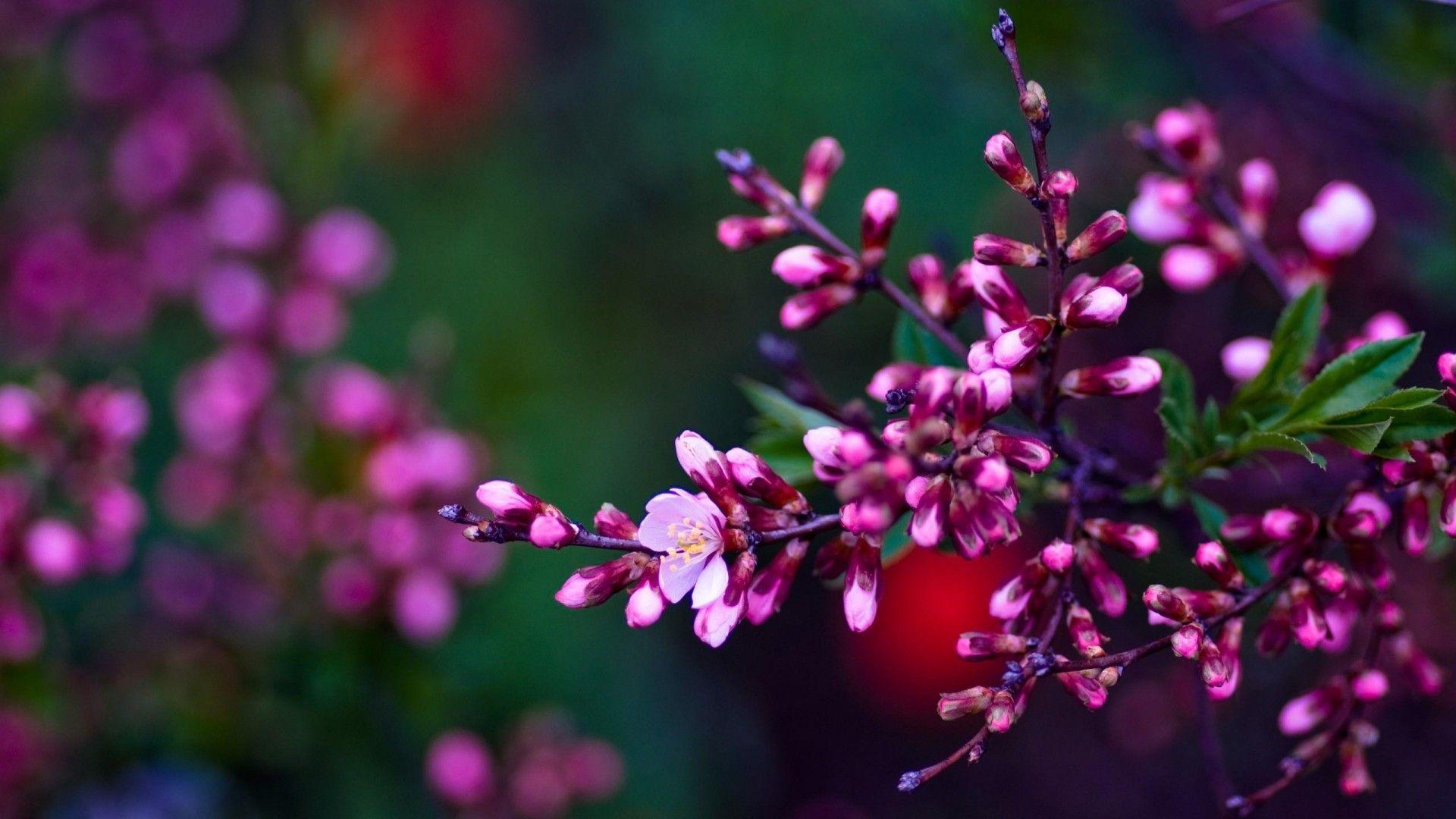 HD Spring Wallpapers For Desktop - Wallpaper Cave