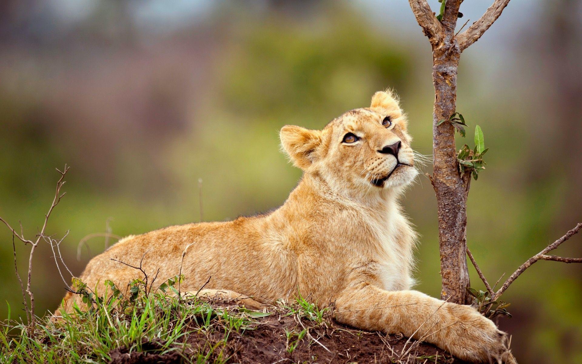 Beautiful Lion Cub Desktop Wallpaper