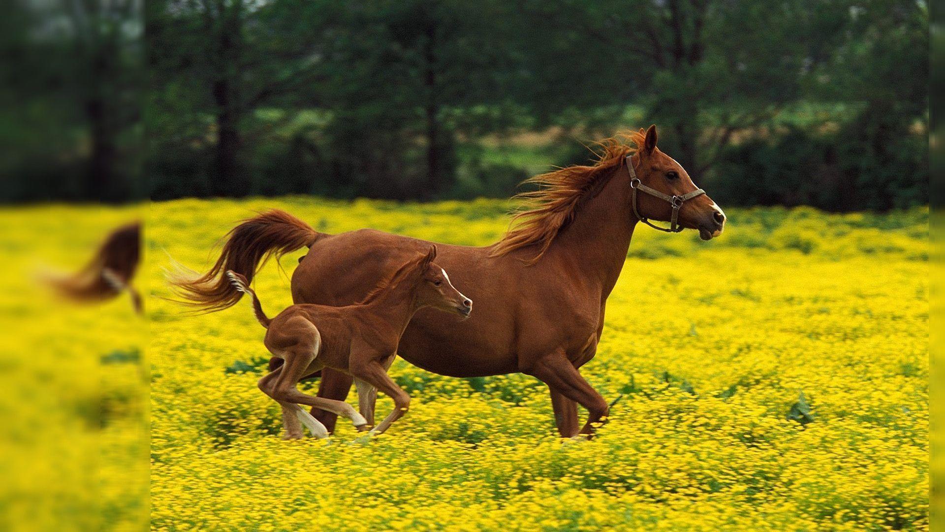 Baby Horse Background, wallpaper, Baby Horse Background HD