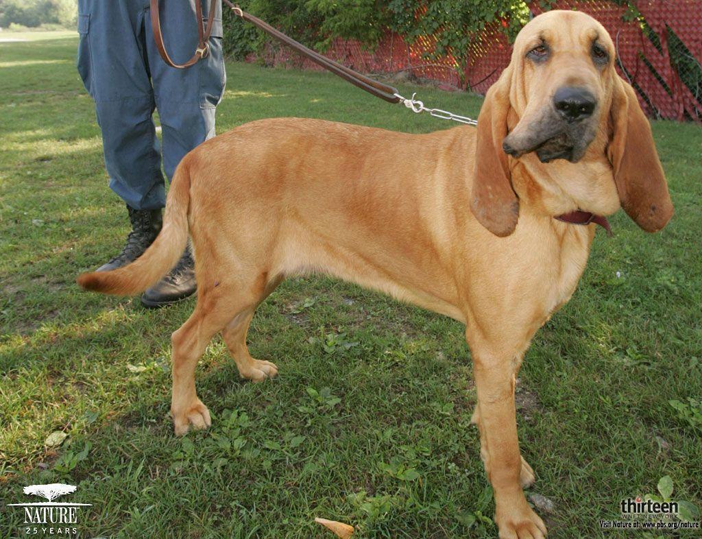 Bloodhound Wallpaper 5078 Image. wallgraf