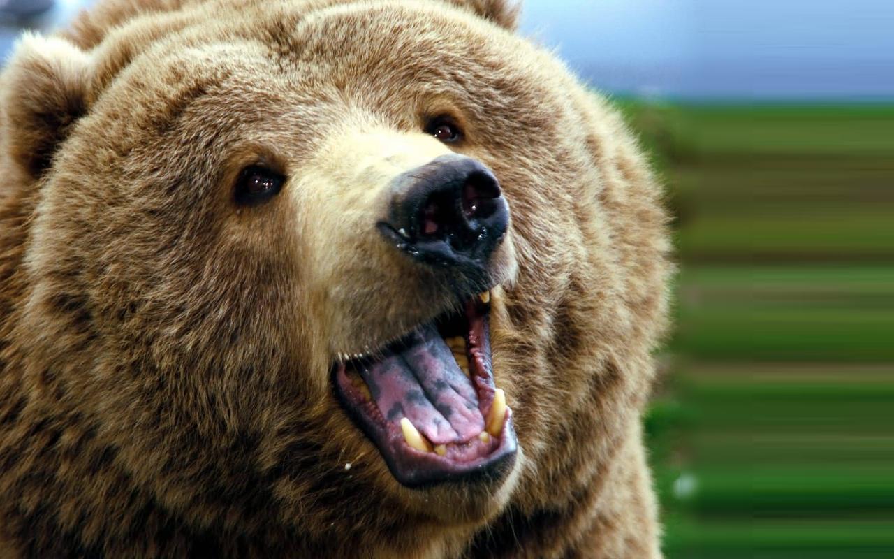 Download Grizzly Bears High Definition Wallpaper 1280x800. Full