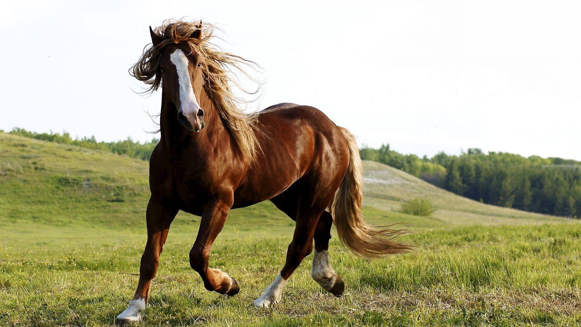 Fantastic Horse Wallpaper 39954 1920x1080 px HDWallSource