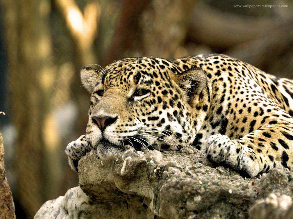 Funny Animal lazyy tiger Hd Wallpapers