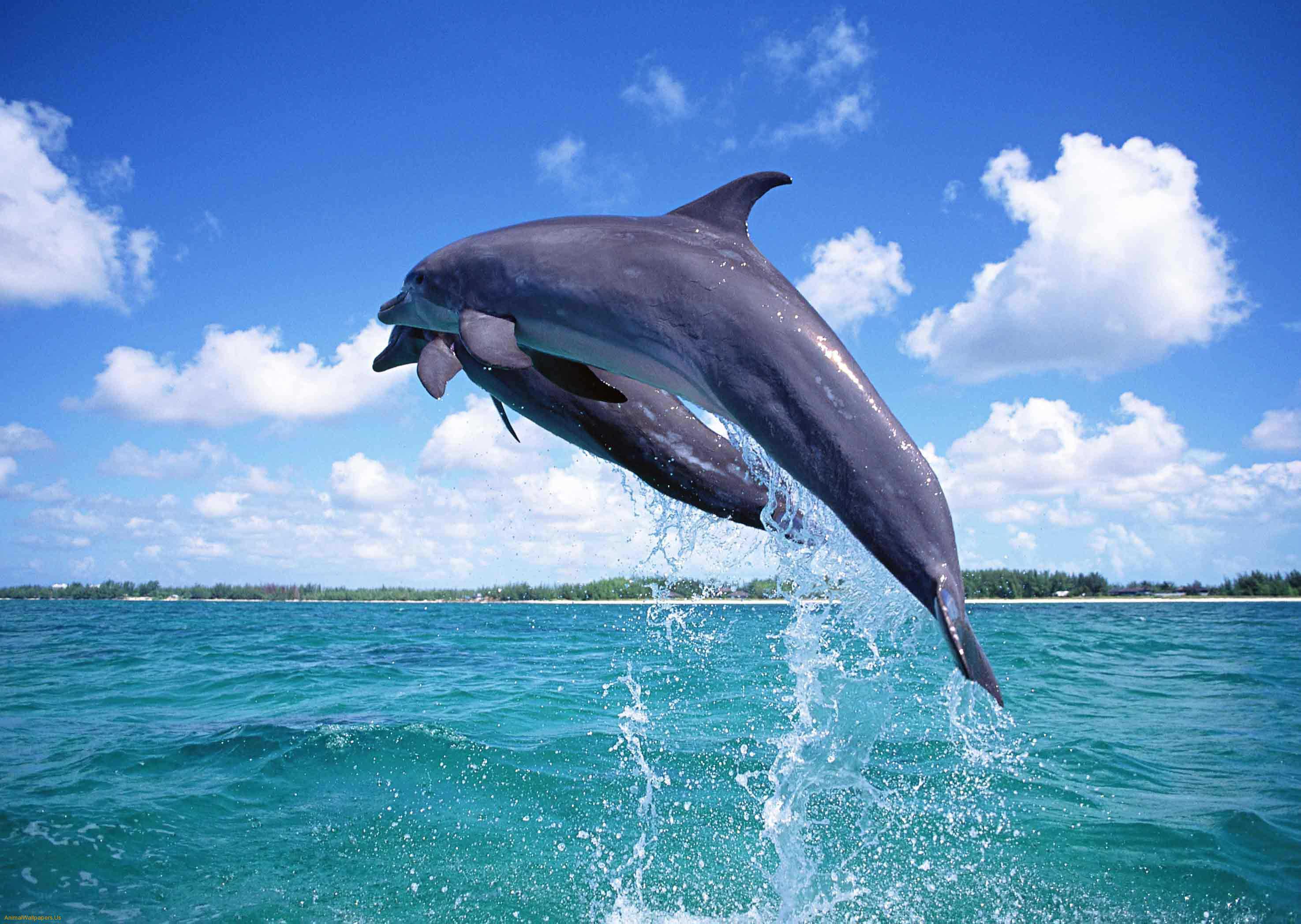 Dolphin HD wallpaper free HD Wallpaper