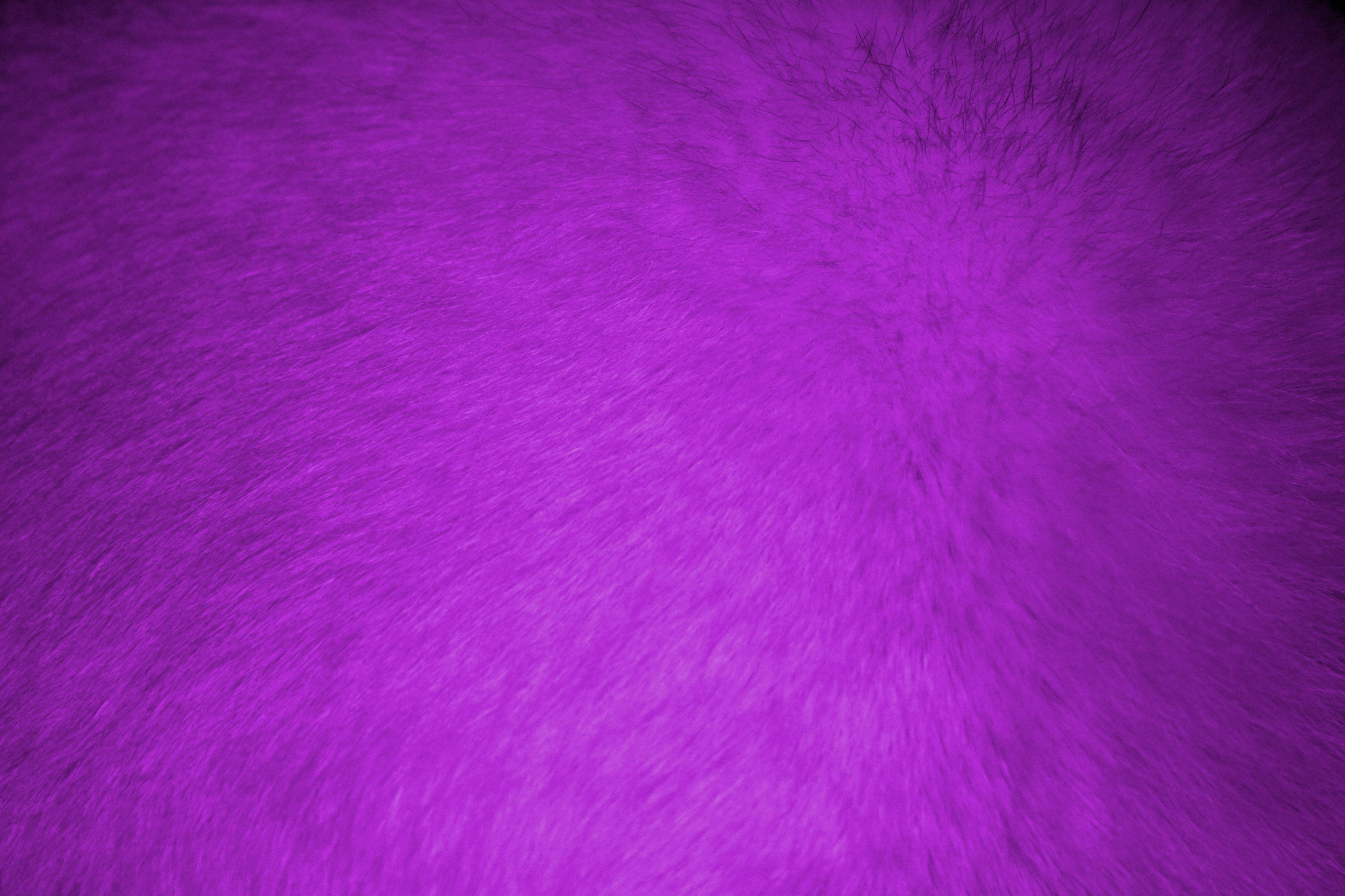 Purple Fur Texture Picture. Free Photograph. Photo Public Domain
