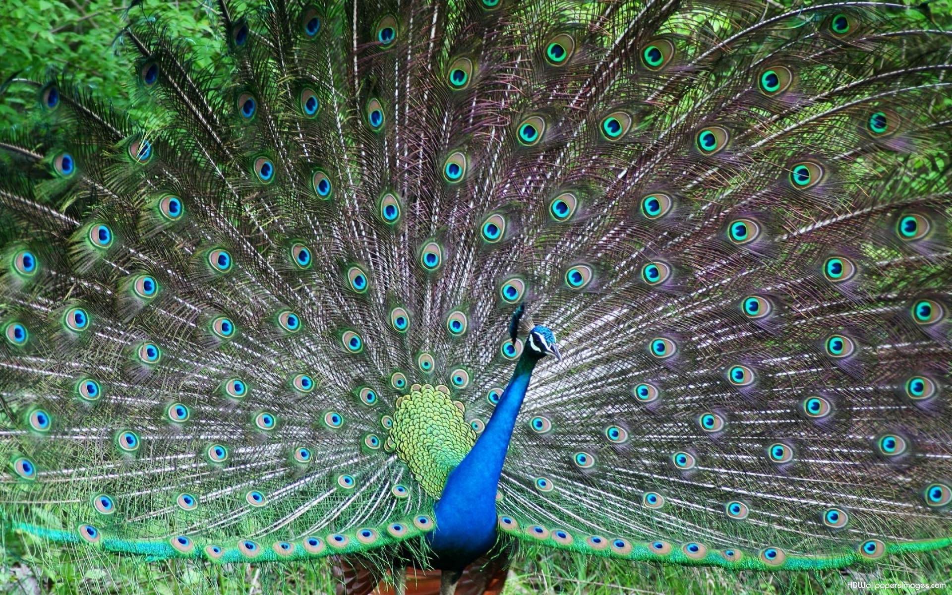 Peacock HD Wallpaper. HD Wallpaper Image