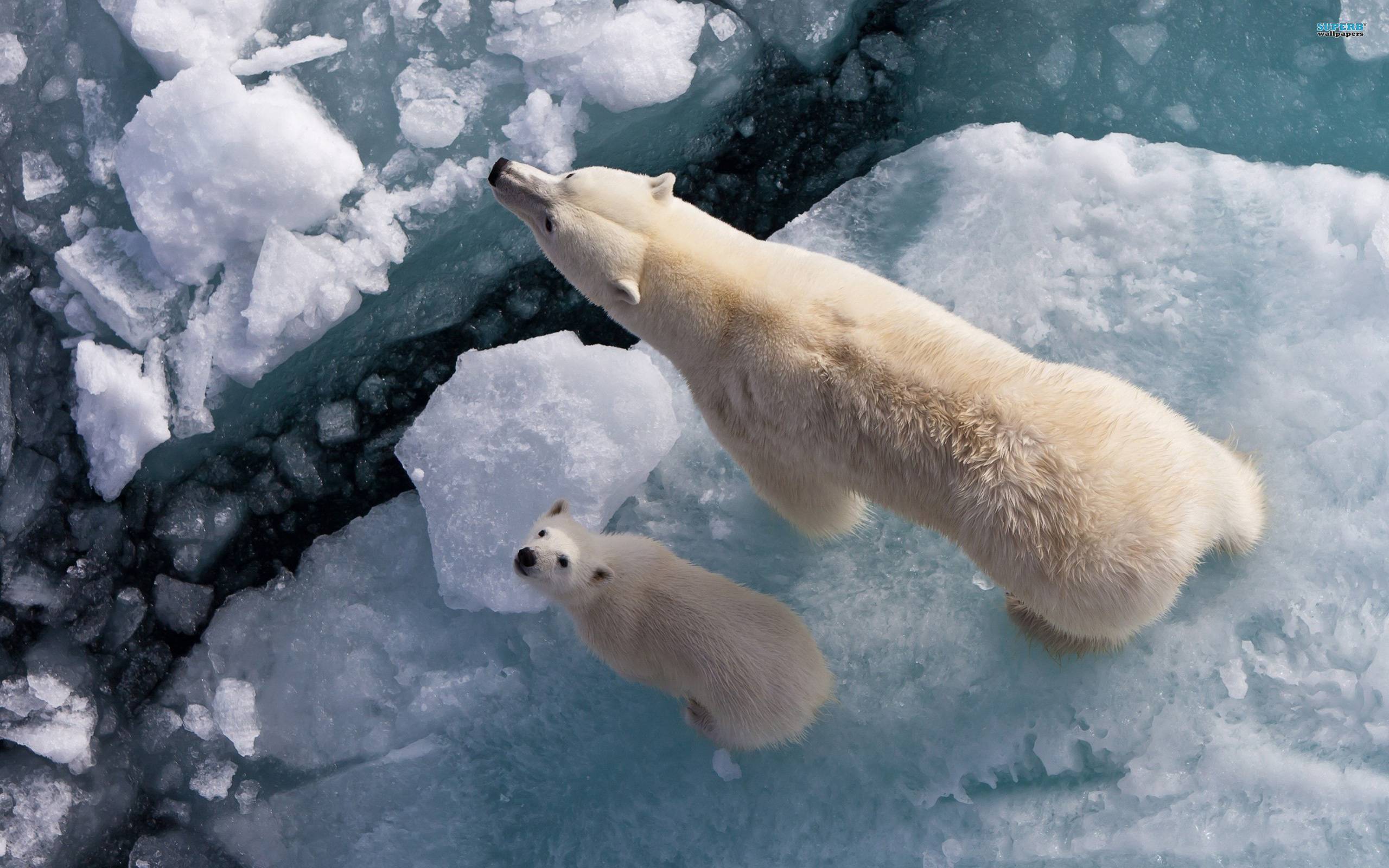 Polar Bears 7912