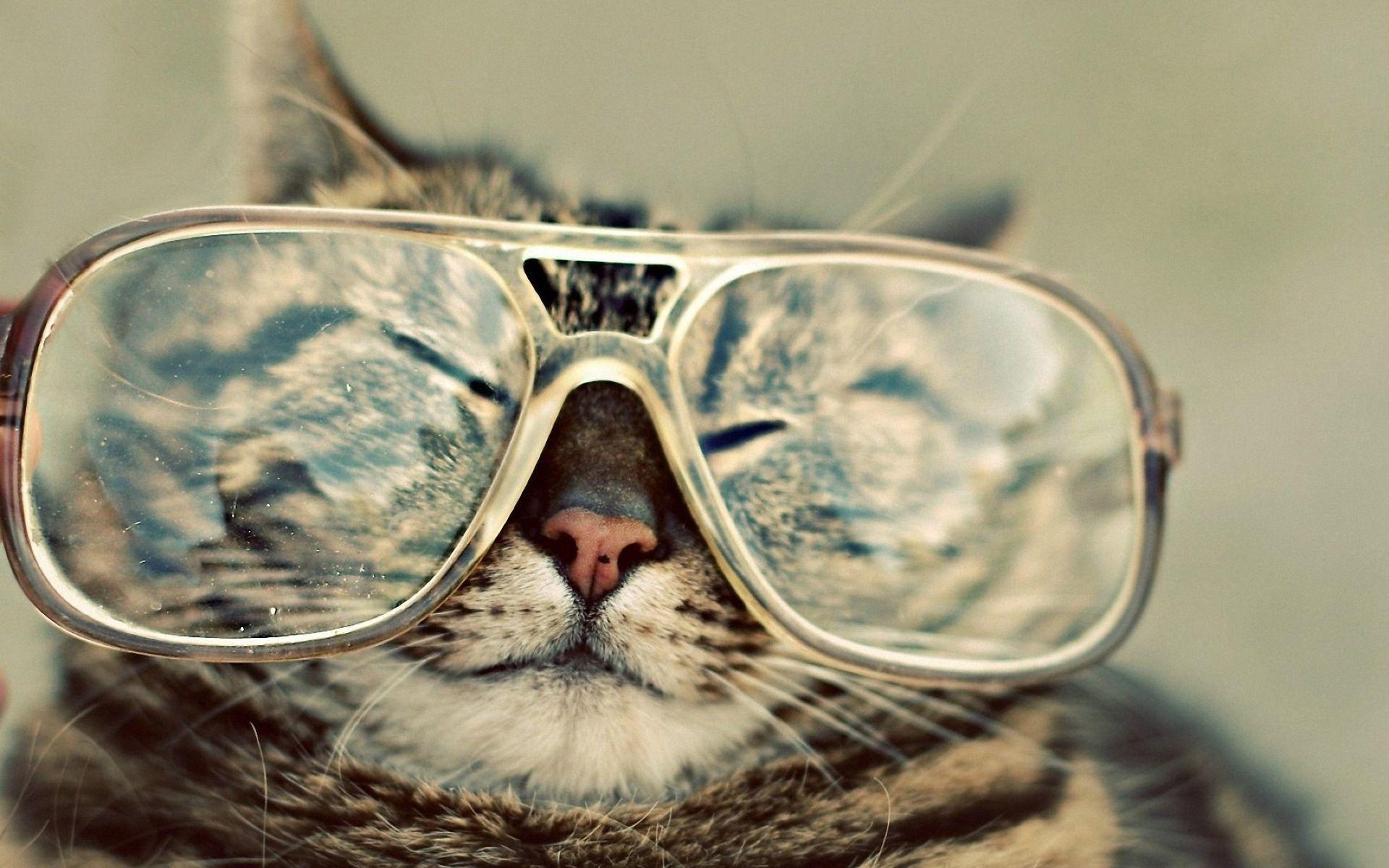 Funny Cat Desktop Wallpapers Wallpaper Cave