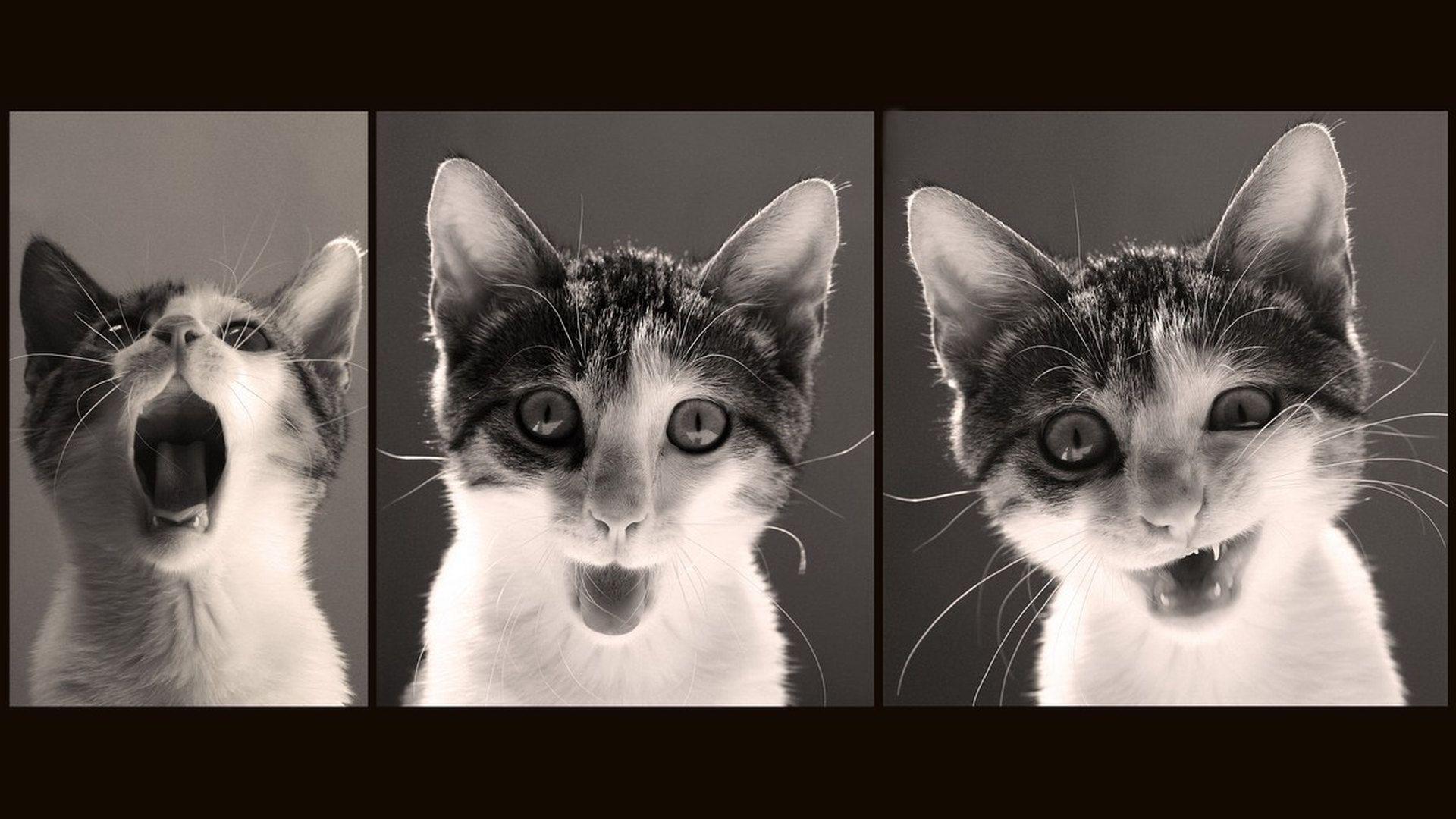 Funny Cat Emotion Wallpaper