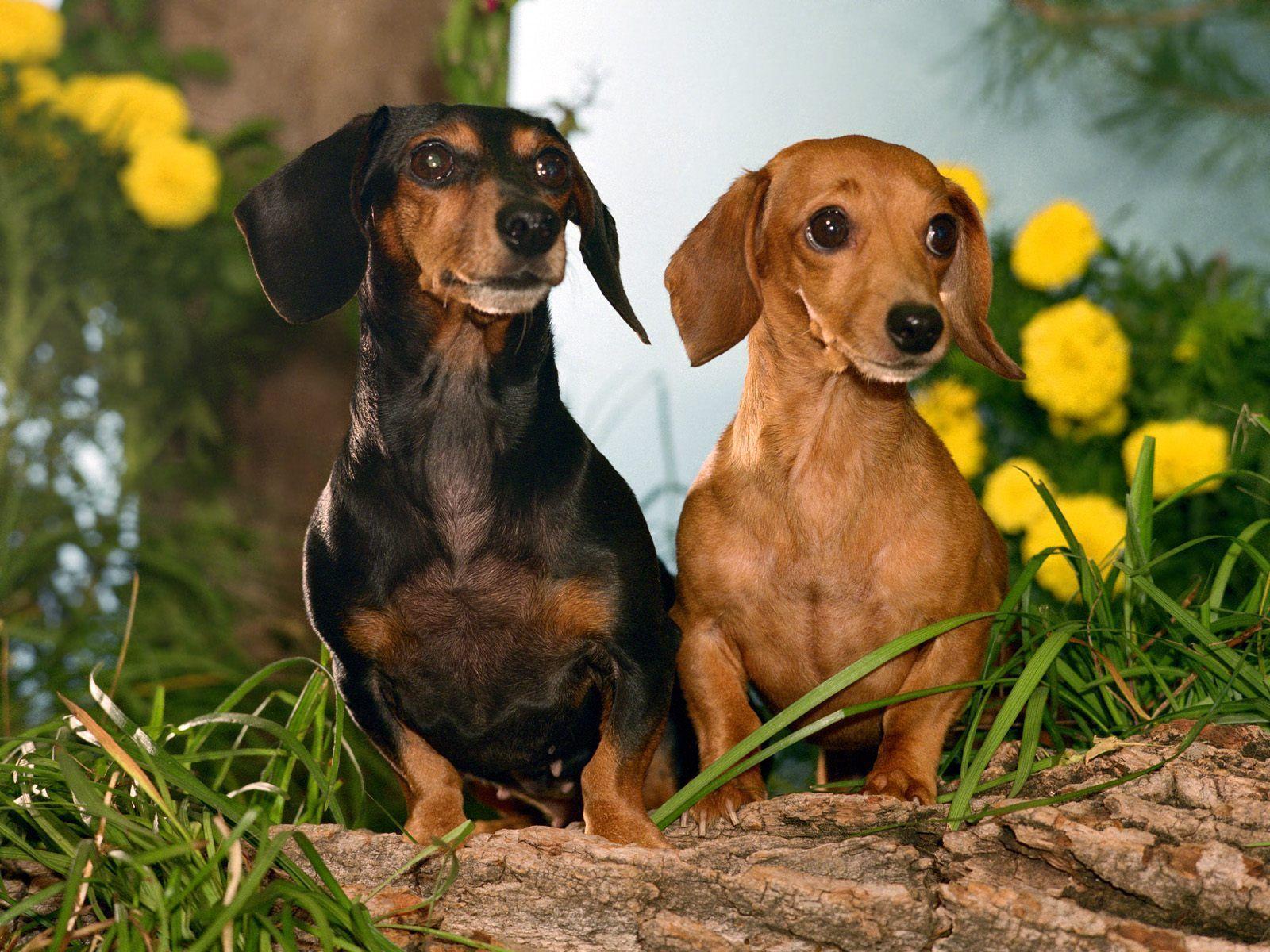 Cute Dachshund dogs in flowers photo and wallpaper. Beautiful Cute
