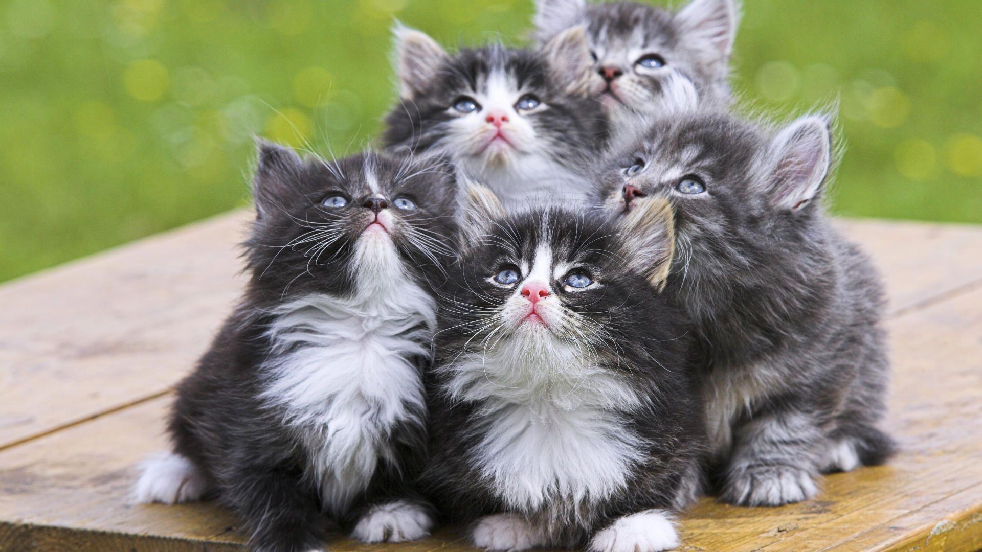 Downloads Persian Kittens HD Wallpaper. High Quality Wallpaper