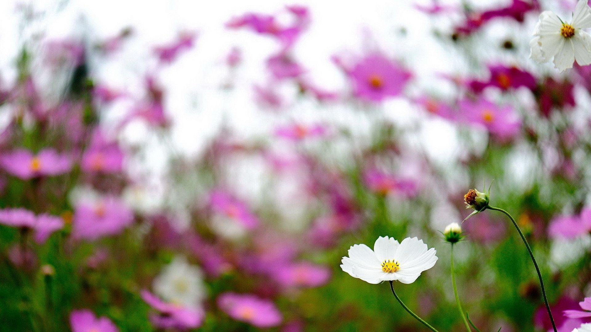 Spring wildflowers Best HD Windows 8 Theme. Download free windows