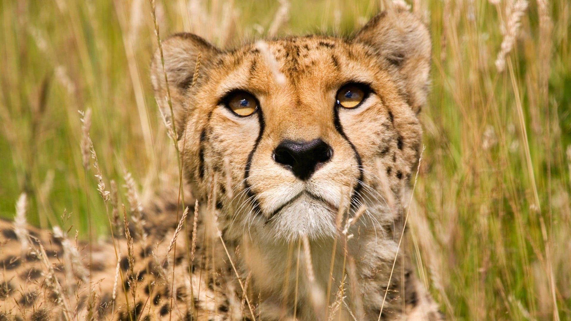 Wallpaper Catalogue.com Animal Wallaper Cheetah