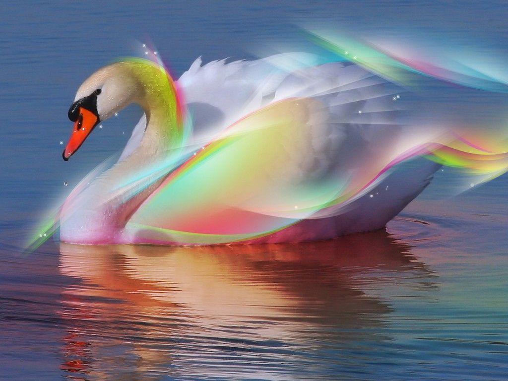 Beauty Rainbow Swan 3D Animation Wallpaper iPhone « Desktop