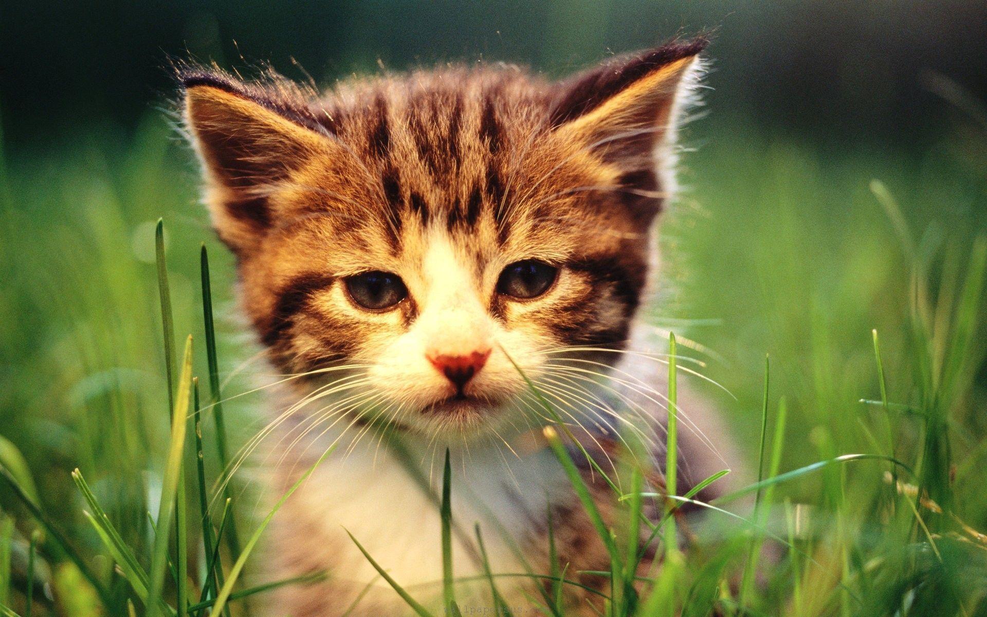Download Cat Baby Animal Grass Kitten Wallpaper. Full HD Wallpaper