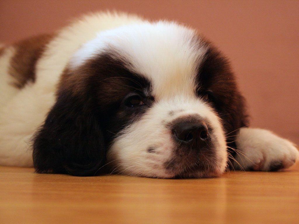 Picture Of Animals Planet: ST Bernard Puppies And Dog Photo
