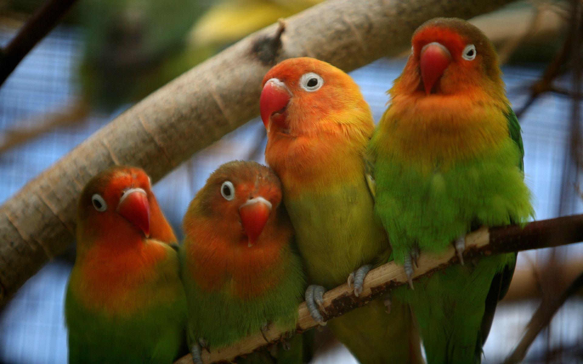 fisher lovebirds wallpaper