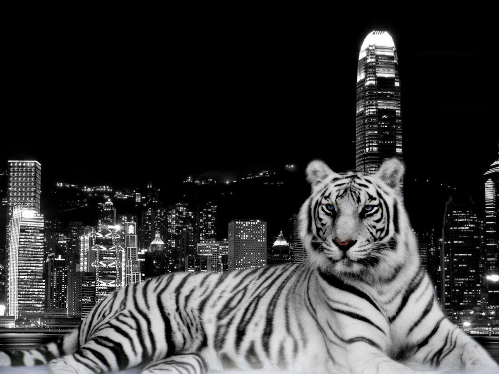 White Tiger Desktop Wallpapers