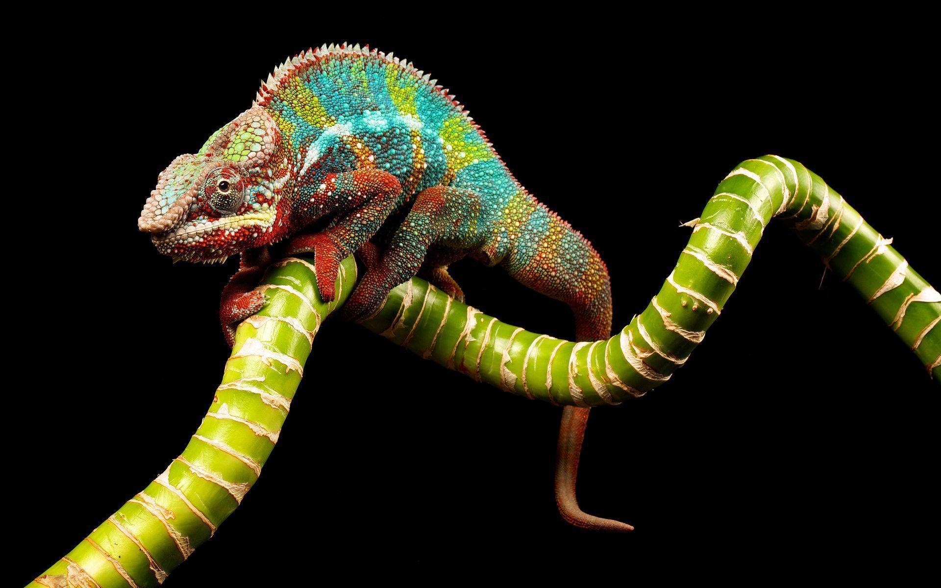 Chameleon Lizard Picture