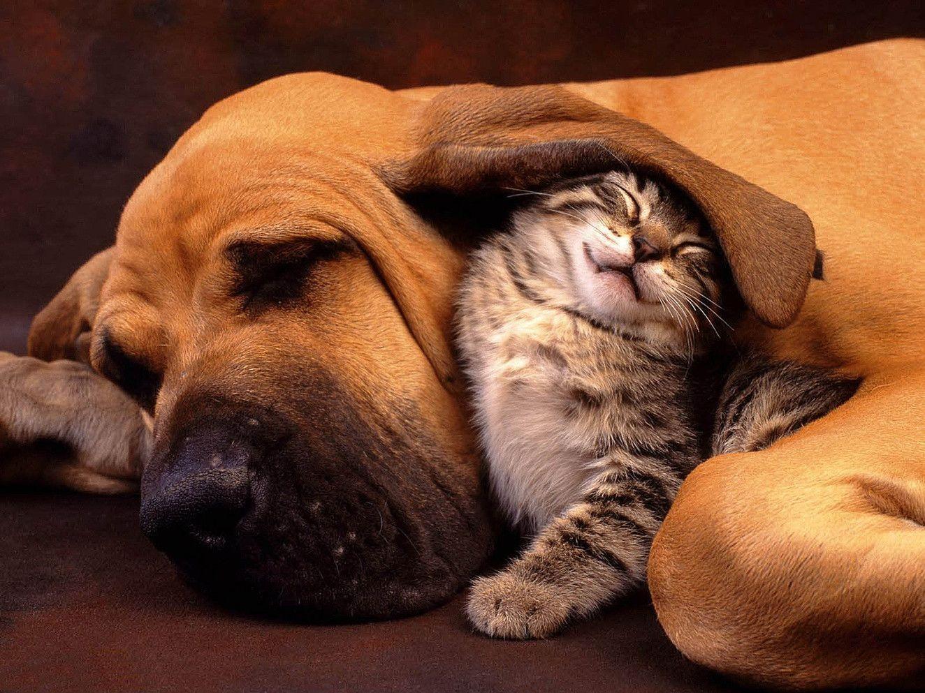 Wallpapers For > Dog And Cat Wallpapers