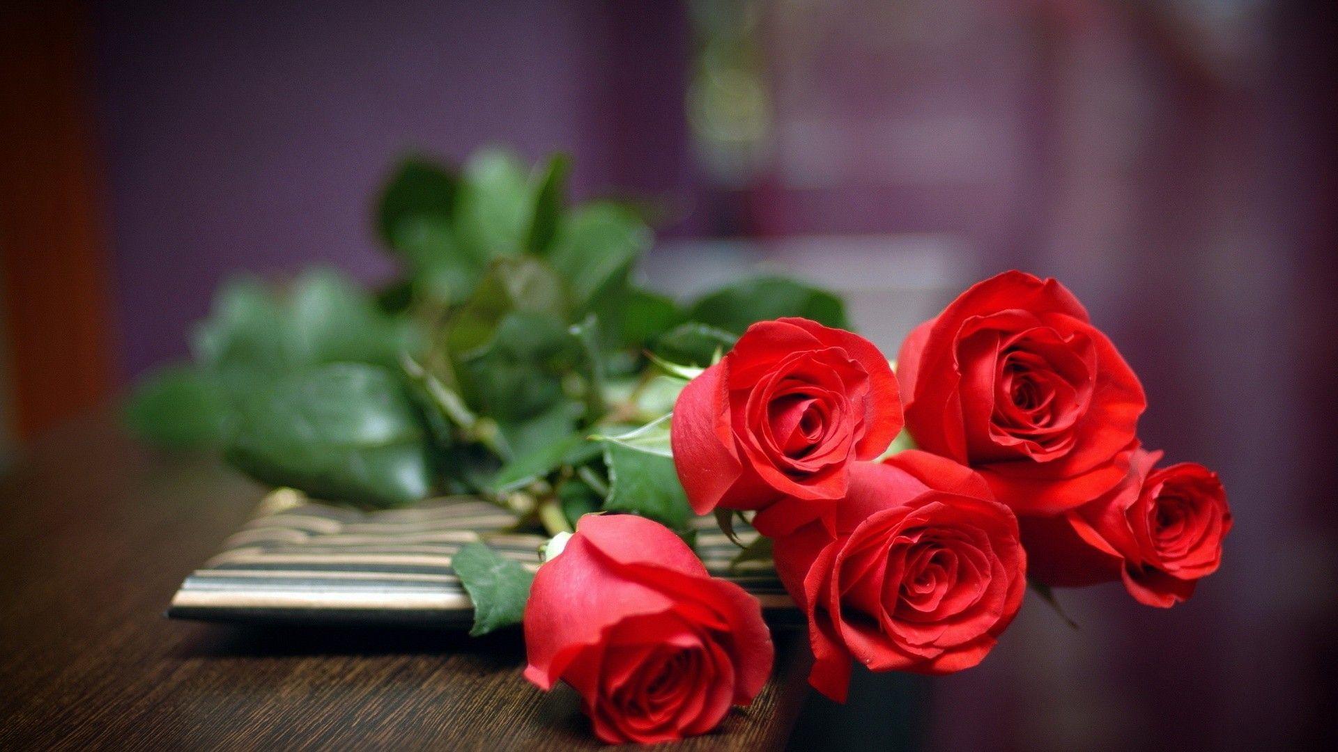 Red Rose Flower Free Download Hd Wallpapers