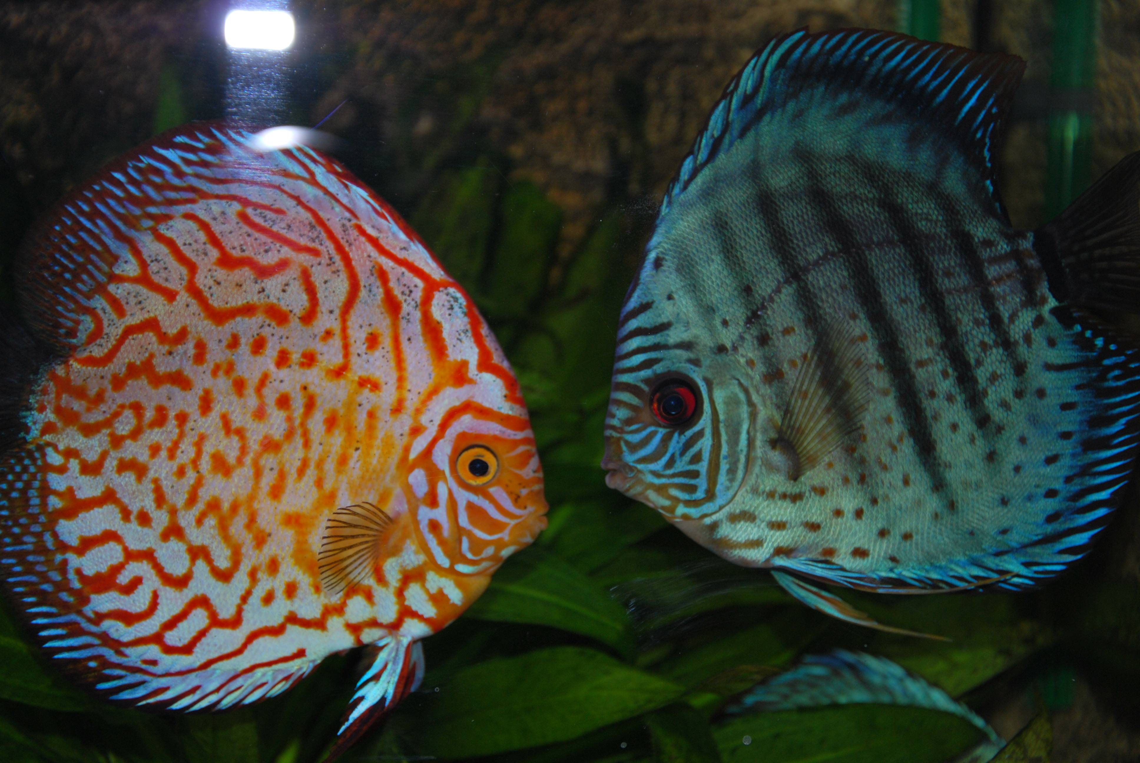 image For > Discus Fish Wallpaper