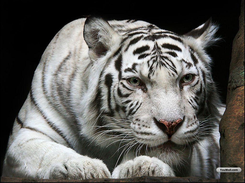 White Tiger Desktop Wallpaper and Background