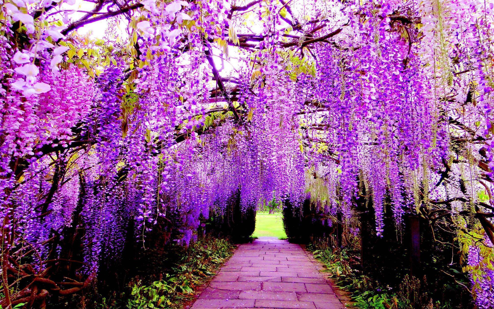 Wisteria Flower Tunnel HD Wallpaper Wallpaper Inn