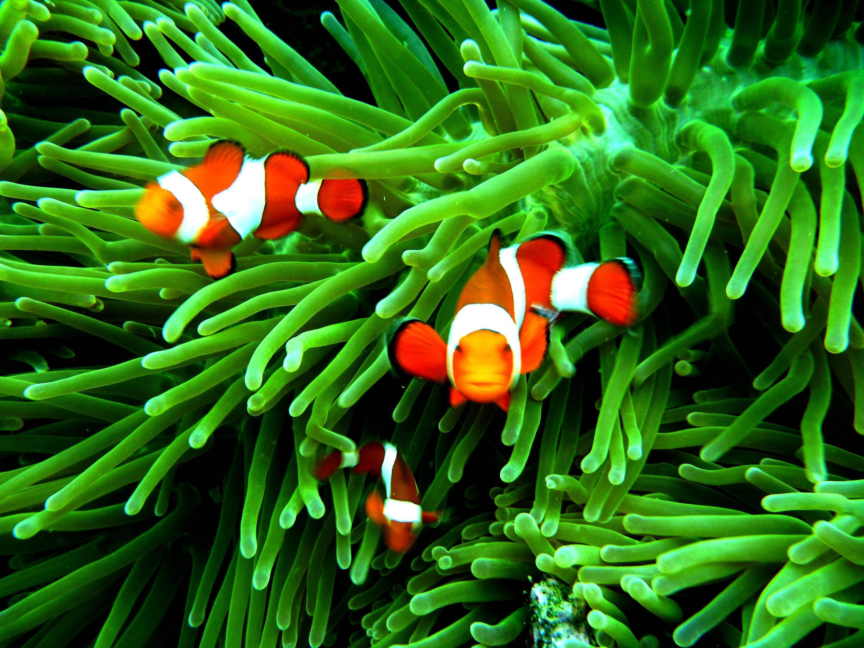 Clown Fish Background Image For iPhone. Fish, Fish, Image