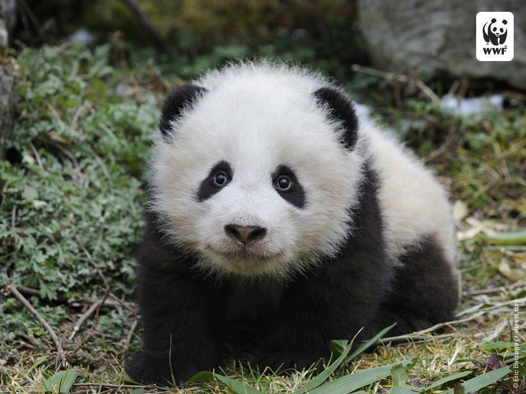 baby pandas