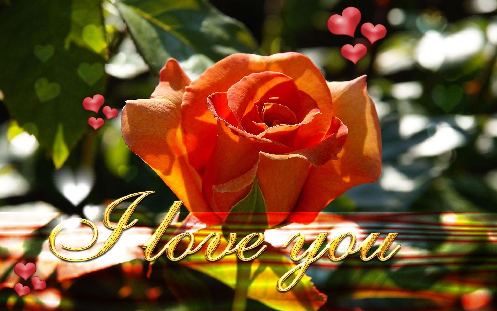 Wallpapers I Love You Rose Image 6 HD Wallpapers