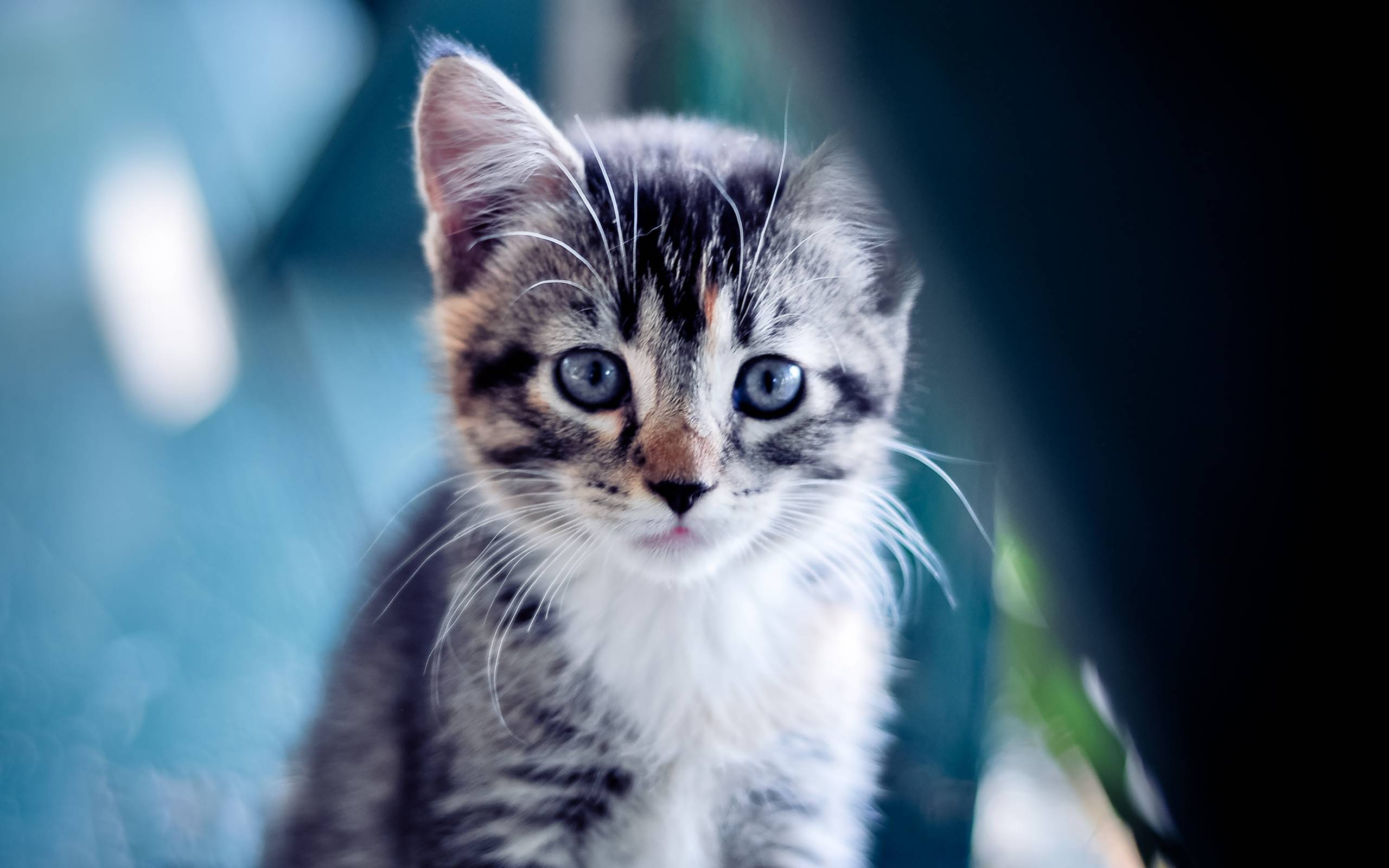 Cute Kitten Wallpaper « Wallpaperz