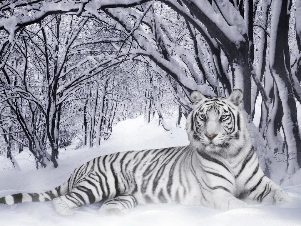 Amazing Wallpaper Of Tigers