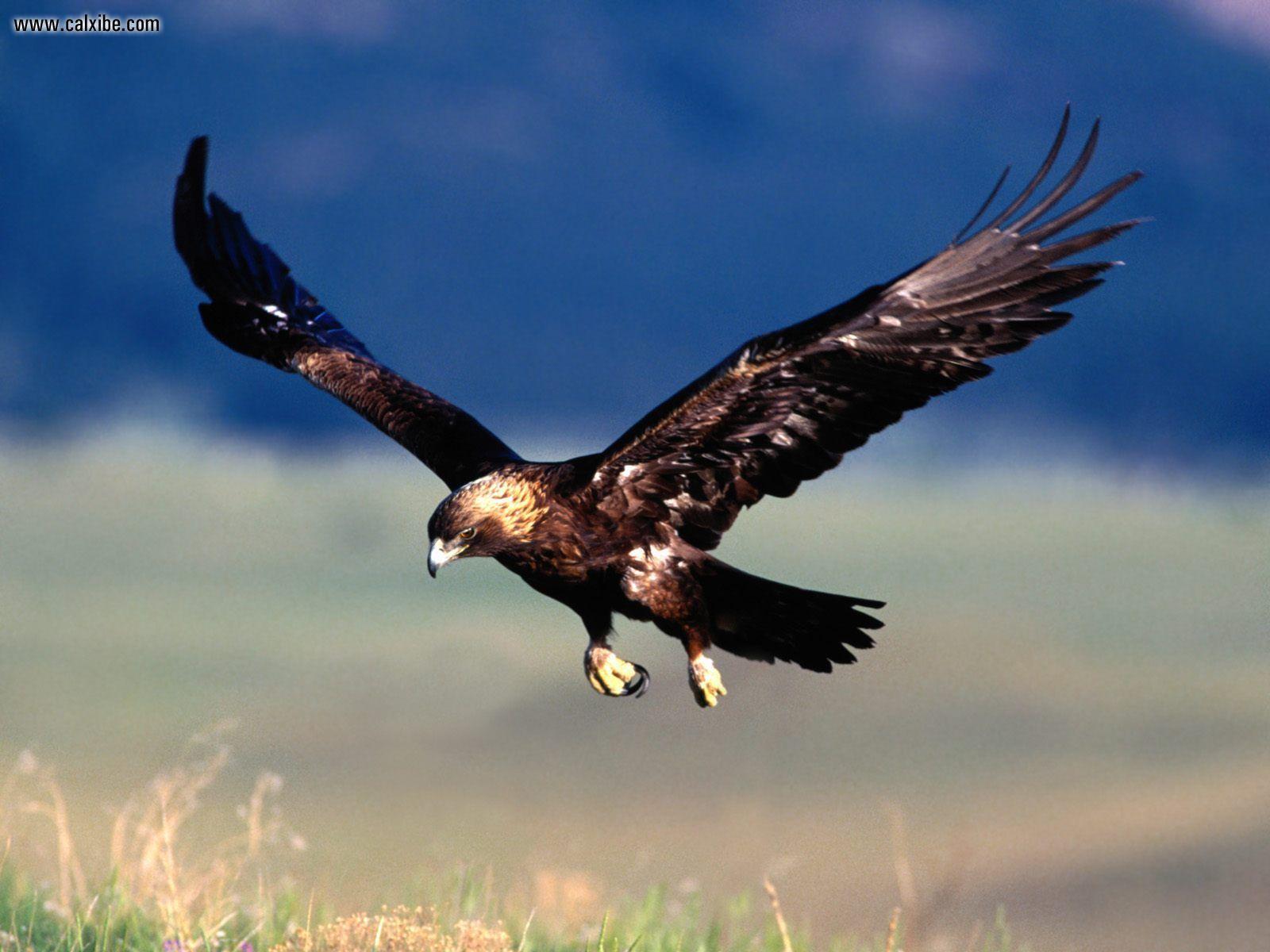 Animals For > Golden Eagle Hunting Wallpaper