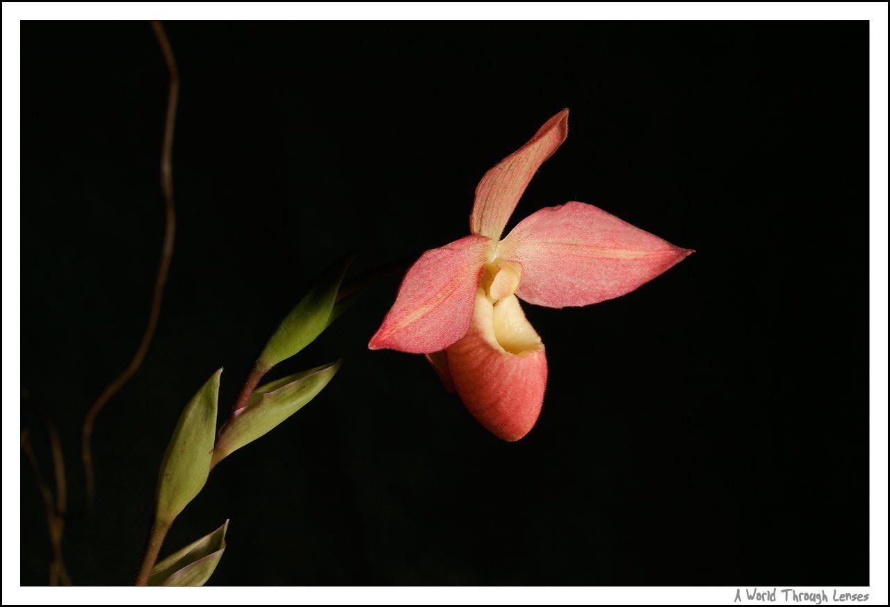 Orchid show at Chinese Cultural Centre World Through Lenses