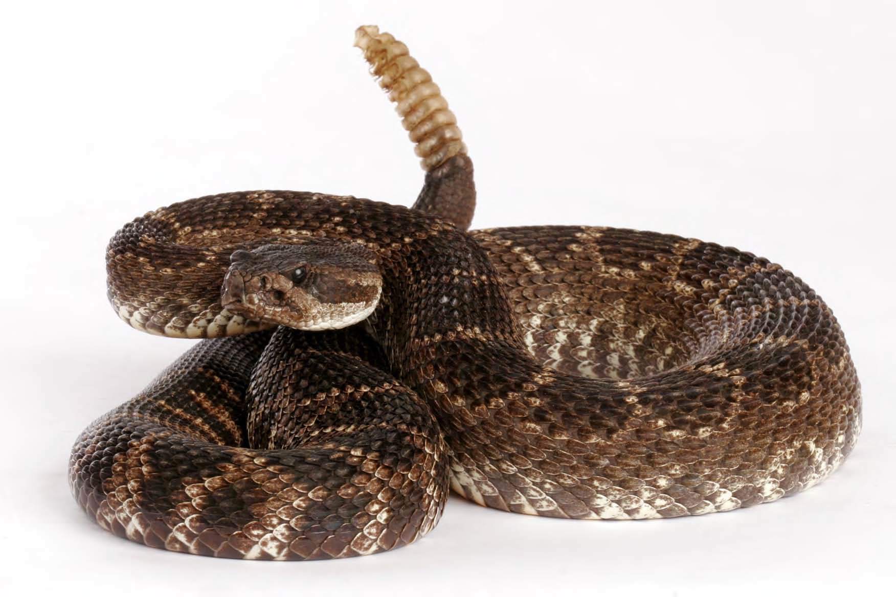 Snake Reptile Snakes Predator Rattlesnake Wallpaper For Desktop