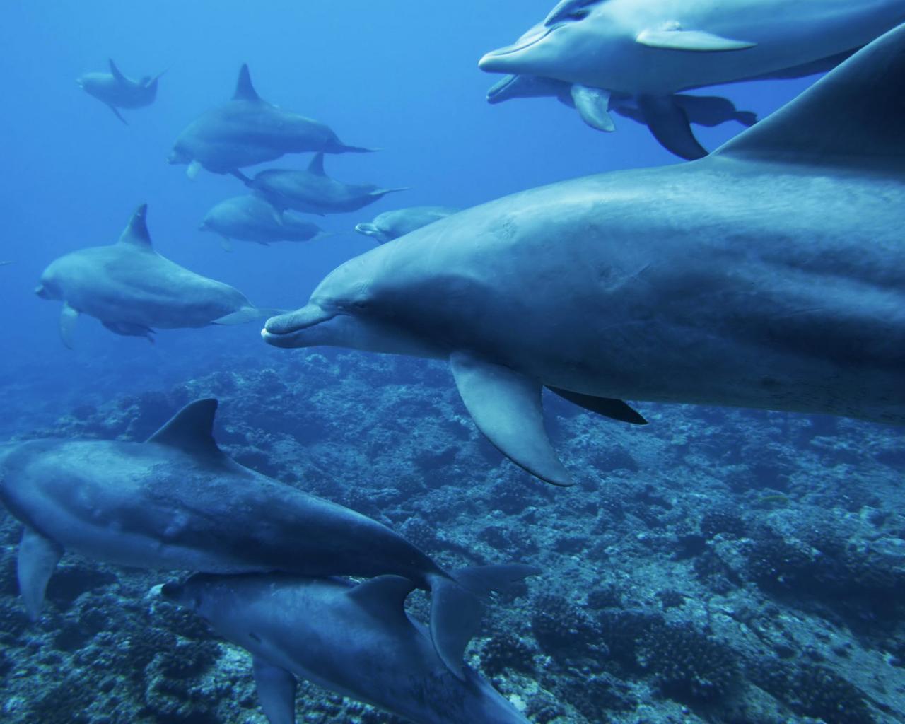 Underwater world Dolphins desktop wallpaper background 1280x1024