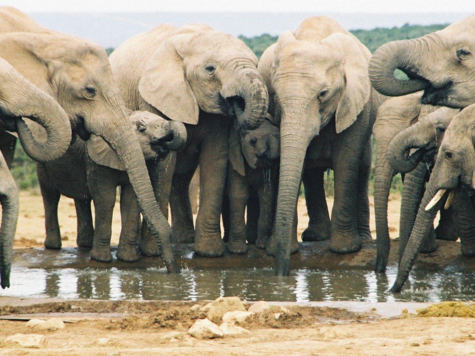 Elephant Drinking Water WallPaper HD. Elephants, Hd, Water