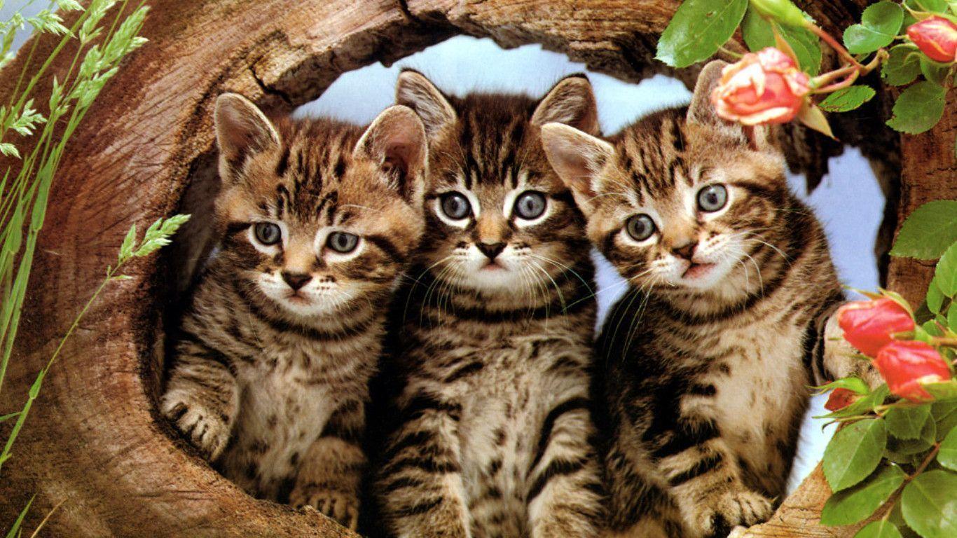 Kitten Wallpaper - Wallpaper HD