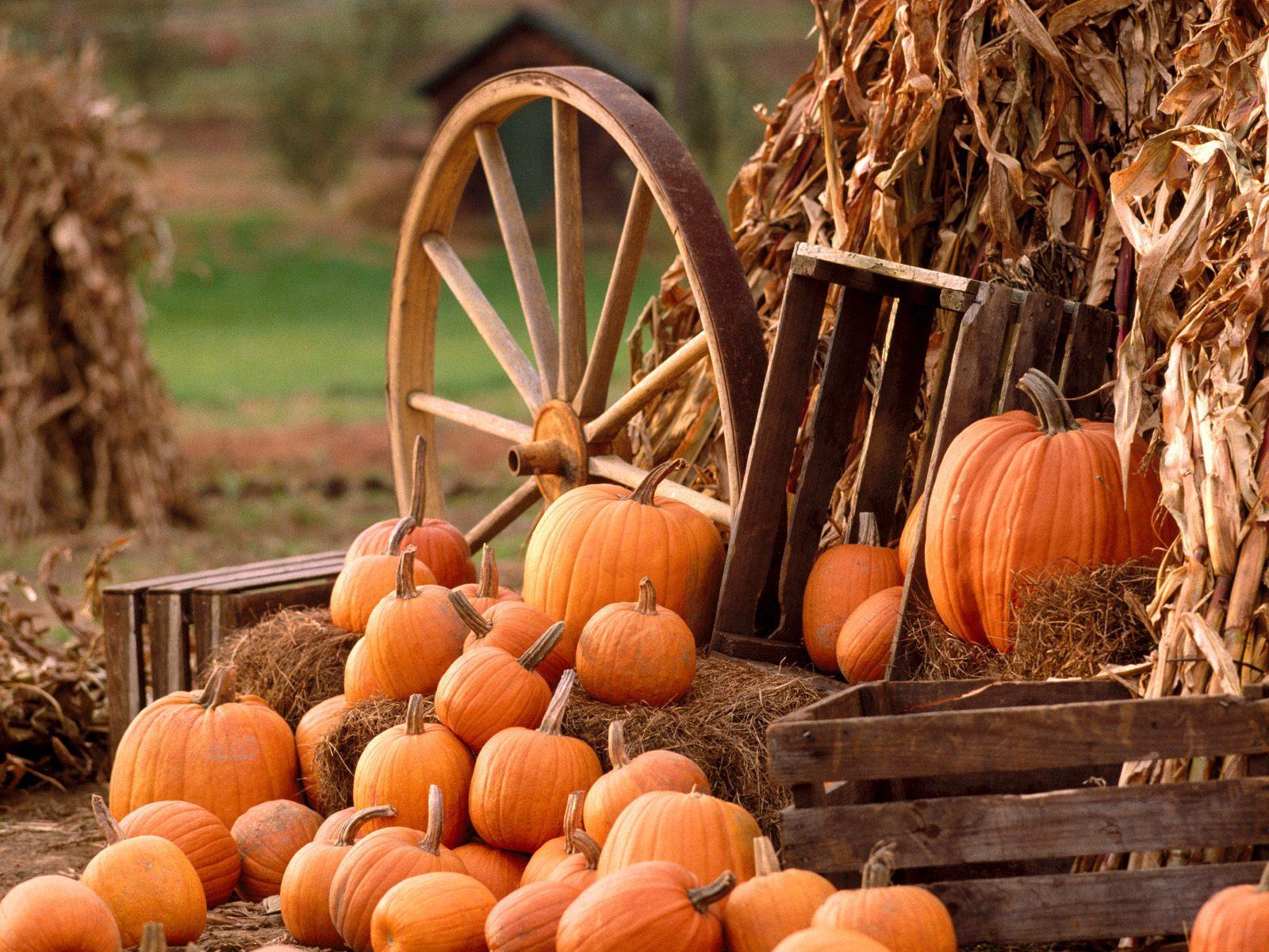 Autumn harvest wallpaper free desktop background wallpaper