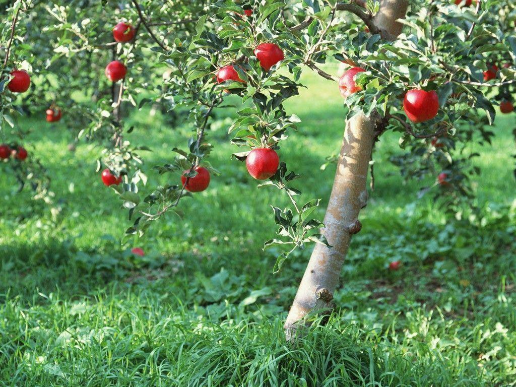 Apple Tree Wallpapers - Wallpaper Cave