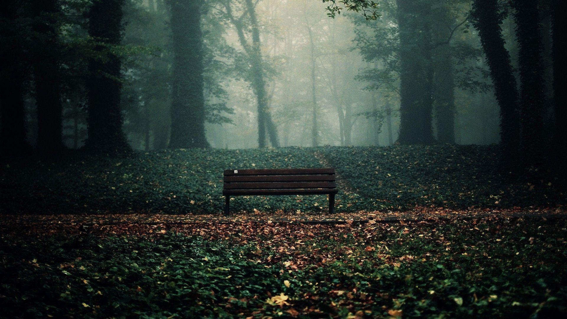 Bench in the fall woods Wallpaper #