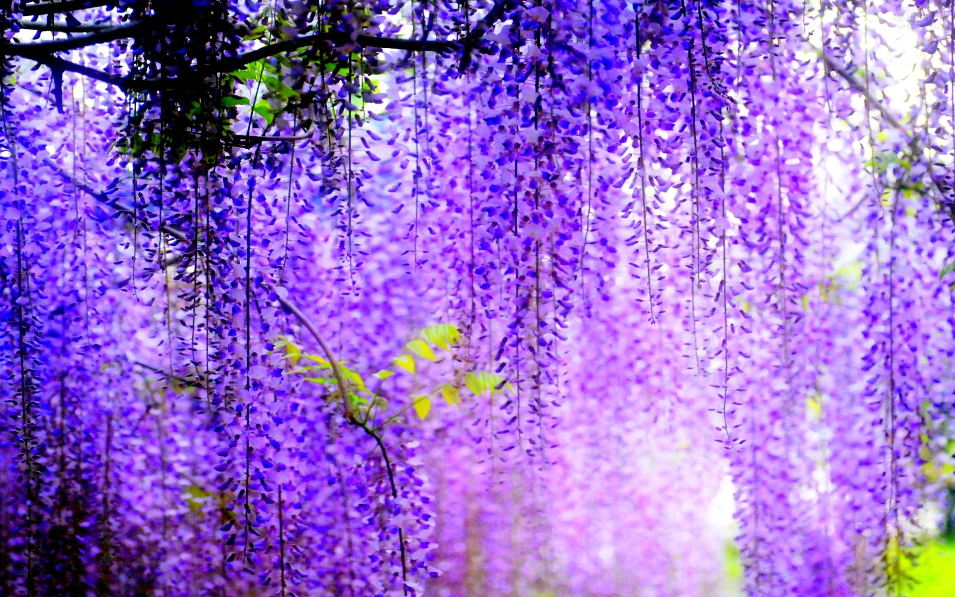 HD Purple Wisteria Wallpaper