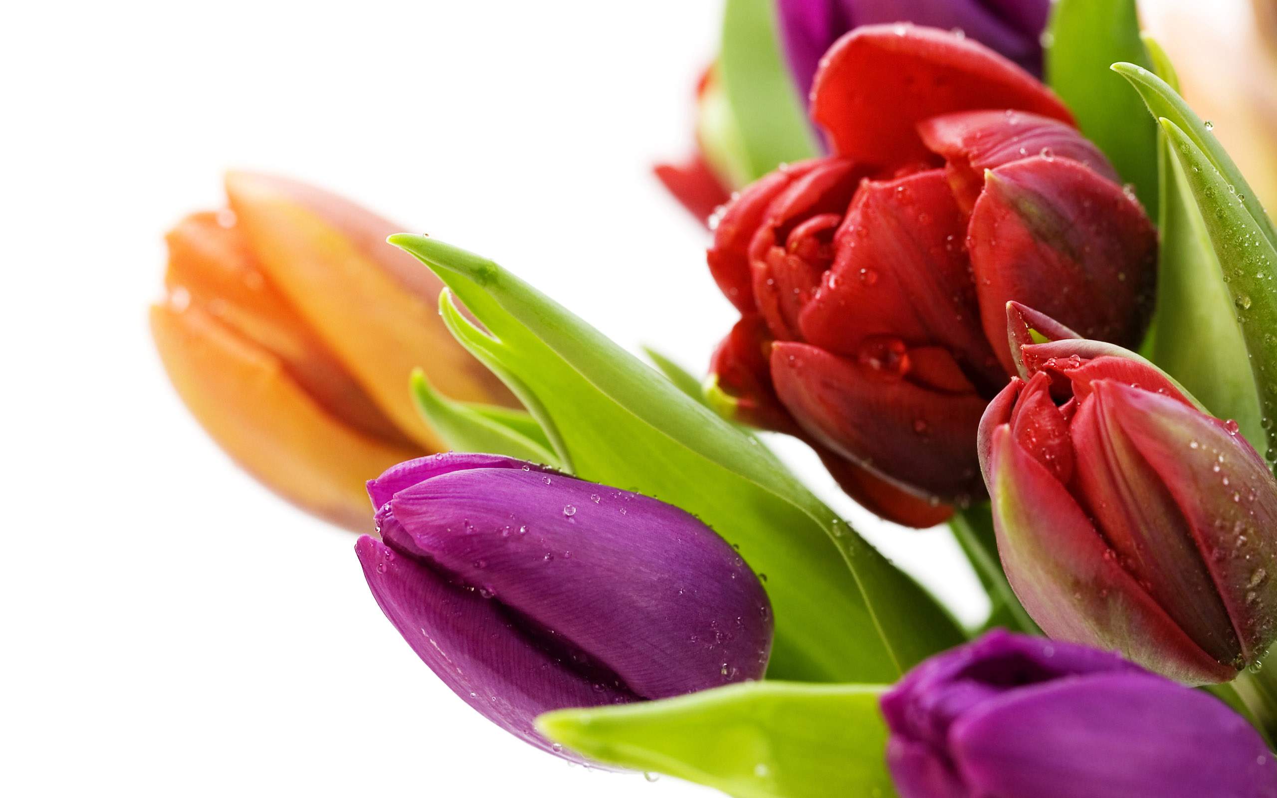 Tulip Flower Bouquets For Weddings Wallpaper